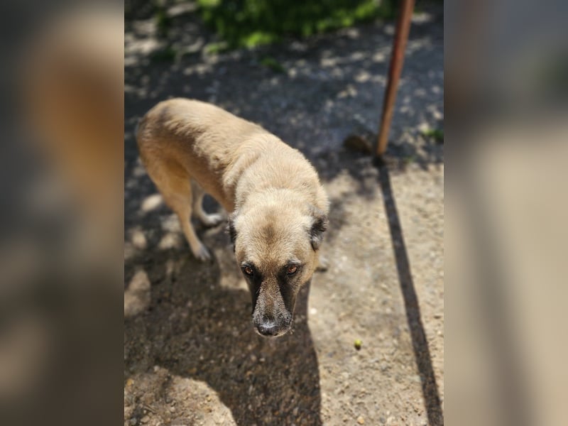 Jessica - freundliche Hündin sucht liebevolles Zuhause mit Garten