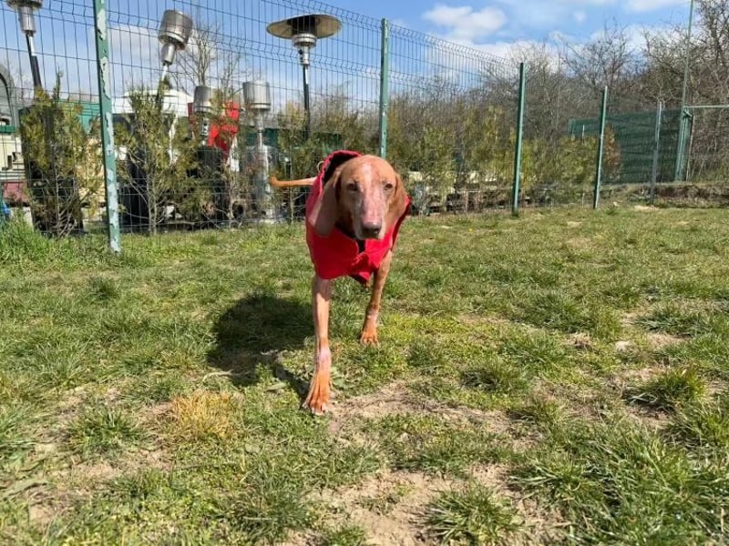 Bob - freundlicher, lieber Rüde sucht sein Happy End
