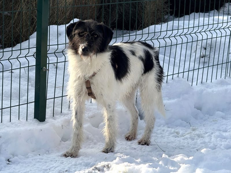 Buddy - freundlicher, zurückhaltender Rüde sucht ein Zuhause