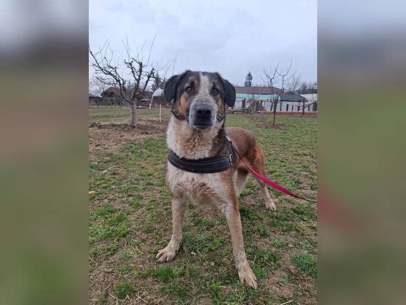 Anton - verspielter, freundlicher, katzenverträglicher junger Mischlingsrüde