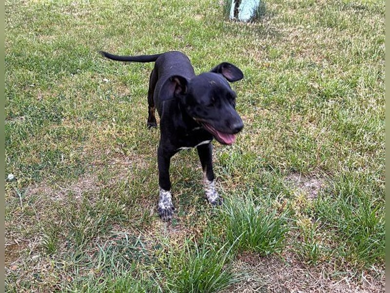 Rita - verspieltes, fröhliches Hundemädchen sucht ein Zuhause