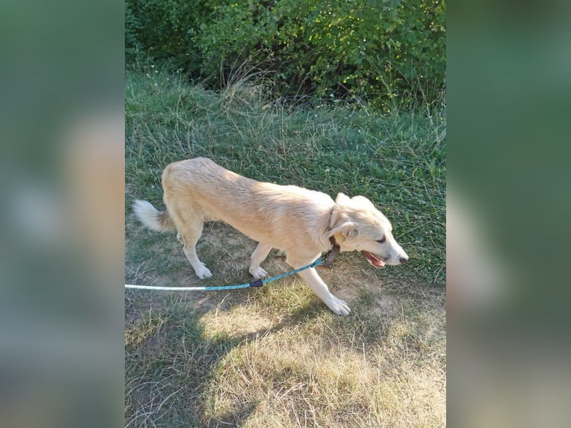 Shrek - aktiver, freundlicher HSH-Mix Rüde sucht Zuhause mit Garten