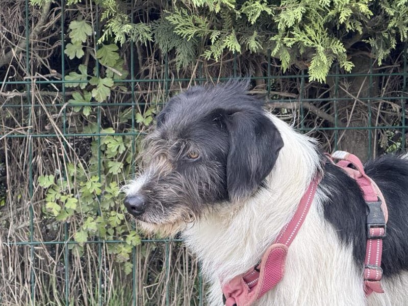 Buddy - freundlicher, zurückhaltender Rüde sucht ein Zuhause