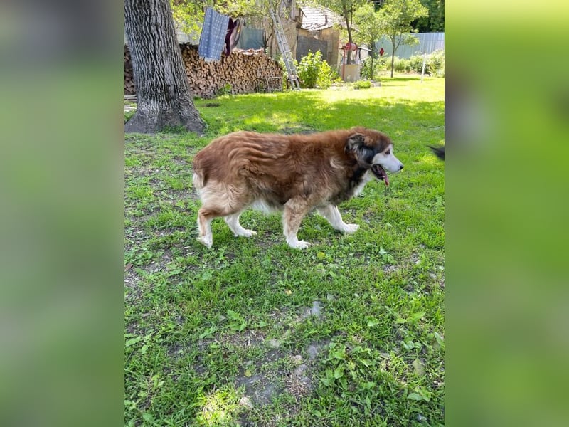 Nero - Bezaubernder Hunde-Opa sucht liebevolles Zuhause