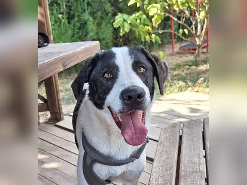 Hänsel - aktiver, lebhafter, verspielter Herdenschutzhund-Mix Rüde / z.Zt. noch in Rumänien