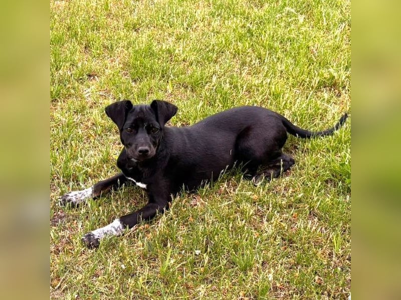 Rita - verspieltes, fröhliches Hundemädchen sucht ein Zuhause