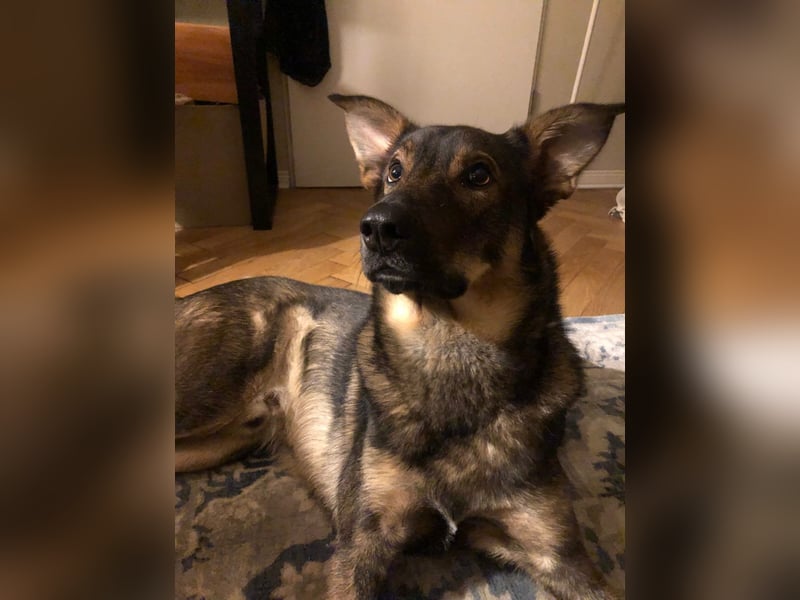 Teddy - aktiver, freundlicher Junghund sucht neues Zuhause