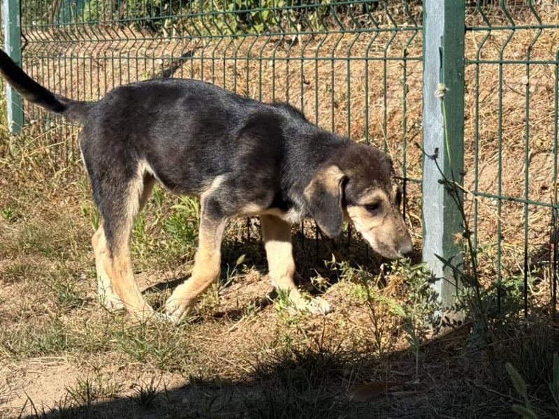 Eris- verschmustes Welpen-Mädchen sucht ihre Famile