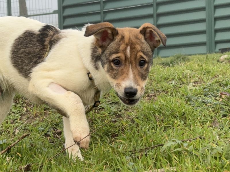 Shaggy - lieber, anhänglicher 4 Monate alter Rüde sucht ein Zuhause