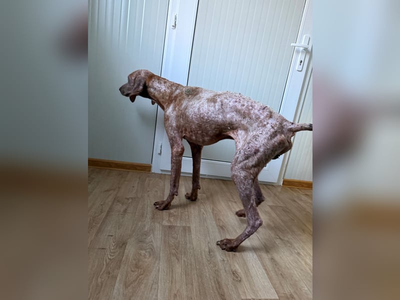 Bob - freundlicher, lieber Rüde sucht sein Happy End