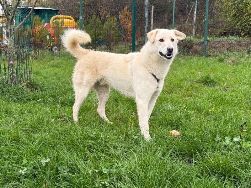 Rodolfo - lebhafter, freundlicher, sehr aktiver Rüde / z.Zt. noch in Rumänien