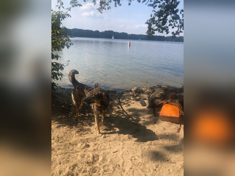 Teddy - aktiver, freundlicher Junghund sucht neues Zuhause