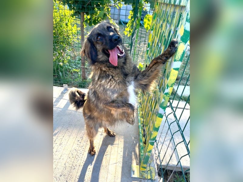 Grumpy - sanfter, lieber HSH-Mischling sucht Zuhause mit Garten
