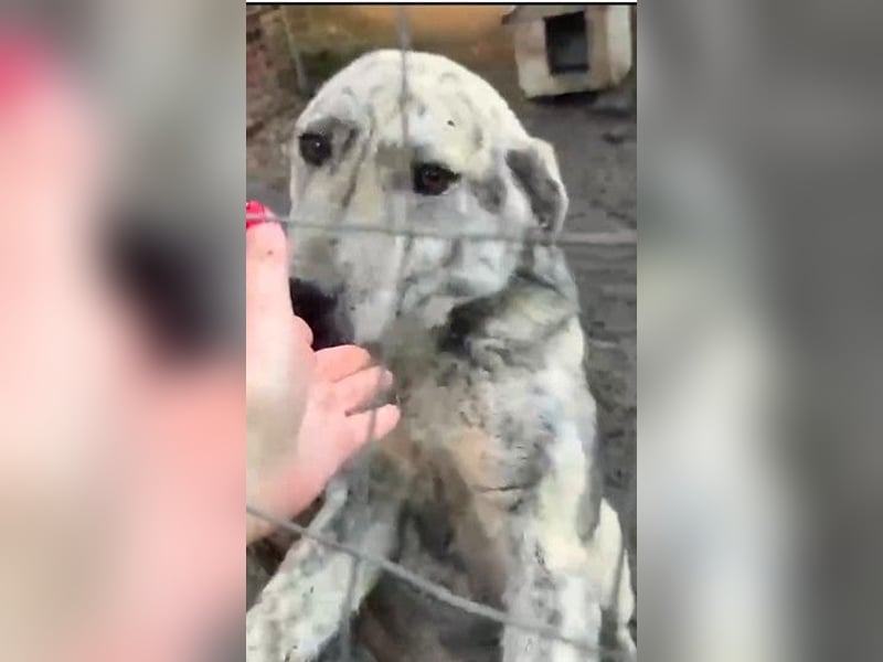 Molly - anfangs schüchterne, liebe und verschmuste Hündin/ zur Zeit noch in Rumänien