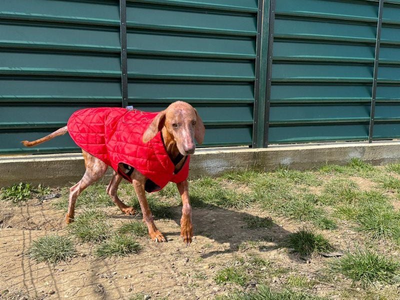 Bob - freundlicher, lieber Rüde sucht sein Happy End