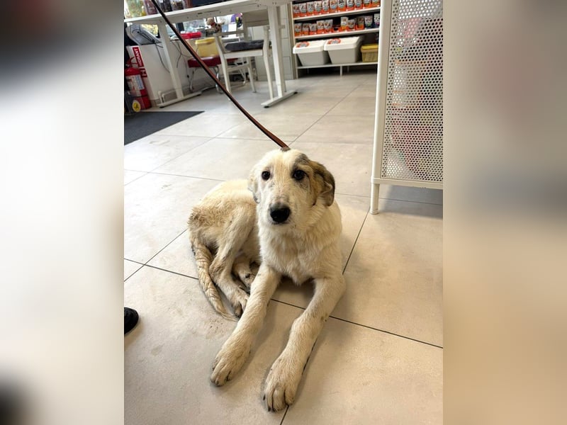 Anabell- freundliches, liebes Hunde-Mädchen