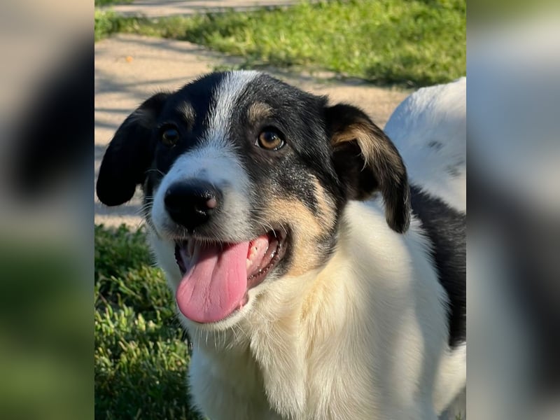 Juna - zurückhaltende,unsichere Herdenschutzhund-Mix Junghündin / z.Zt. noch in Rumänien