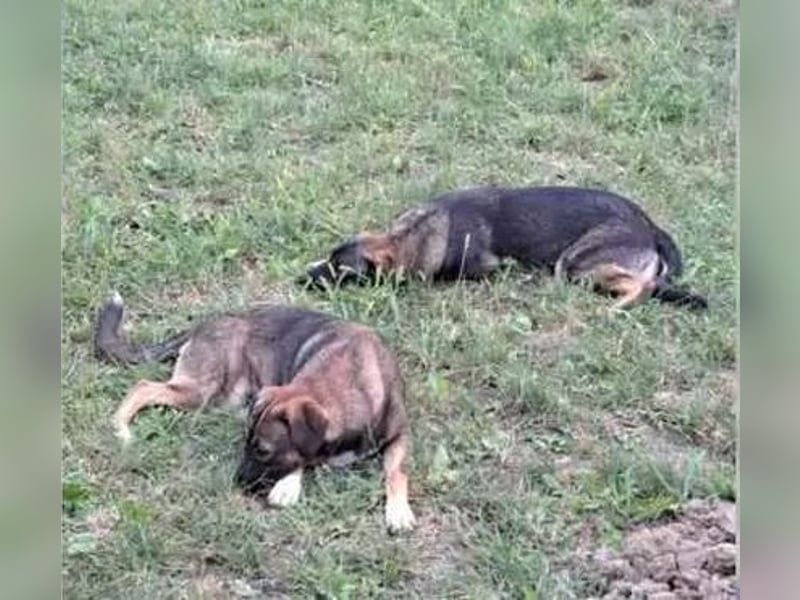 Magda - freundliche, liebe Schäferhund Mix Hündin / z.Zt. noch in Rumänien