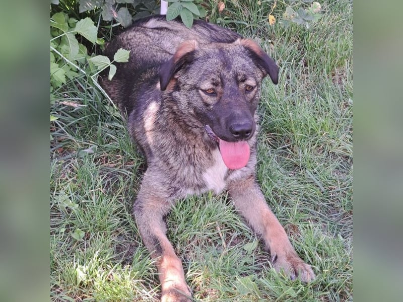 Mara - freundliche, liebe Hündin sucht ein Zuhause mit Garten