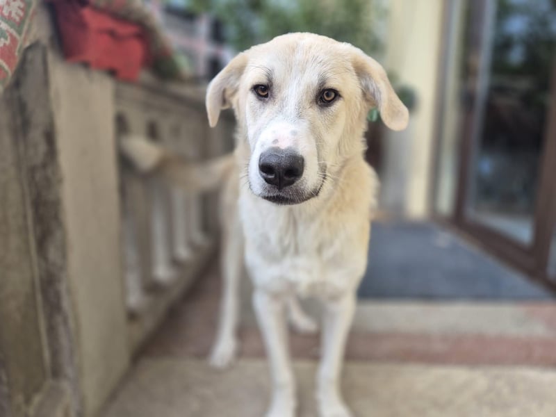 Shrek - aktiver, freundlicher HSH-Mix Rüde sucht Zuhause mit Garten