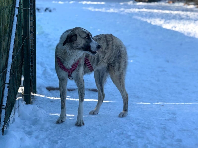 Pepe - sensibler, freundlicher, aktiver Rüde sucht Zuhause mit Garten