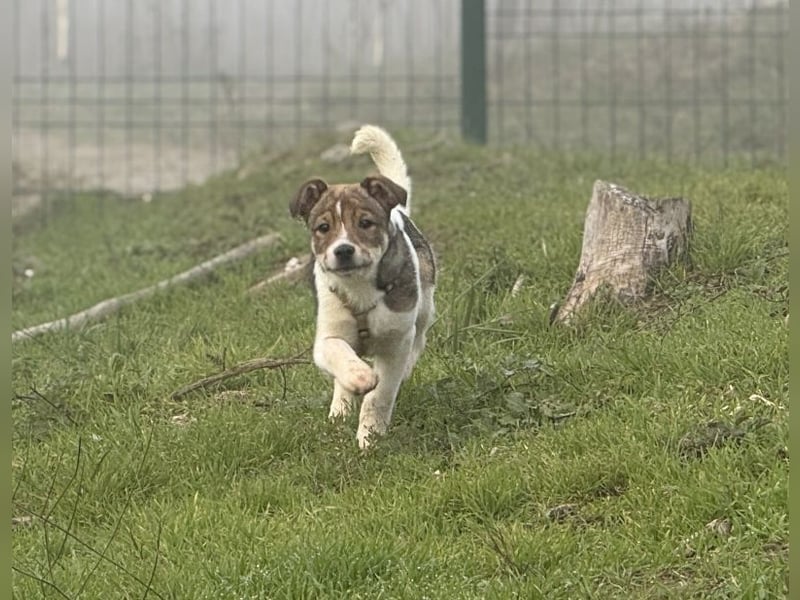 Shaggy - lieber, anhänglicher 4 Monate alter Rüde sucht ein Zuhause