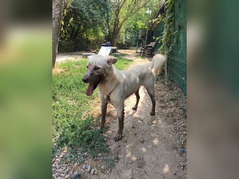 Rodolfo - lebhafter, freundlicher, sehr aktiver Rüde / z.Zt. noch in Rumänien