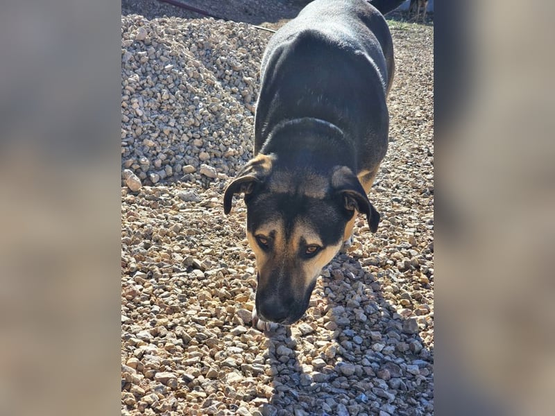 Kobe - nicht perfekter aber liebenswerter Rüde aus Spanien