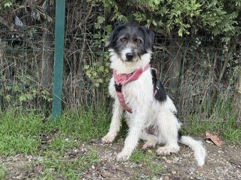 Buddy - freundlicher, zurückhaltender Rüde sucht ein Zuhause