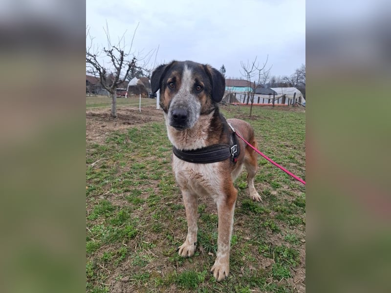 Anton - verspielter, freundlicher, katzenverträglicher junger Mischlingsrüde