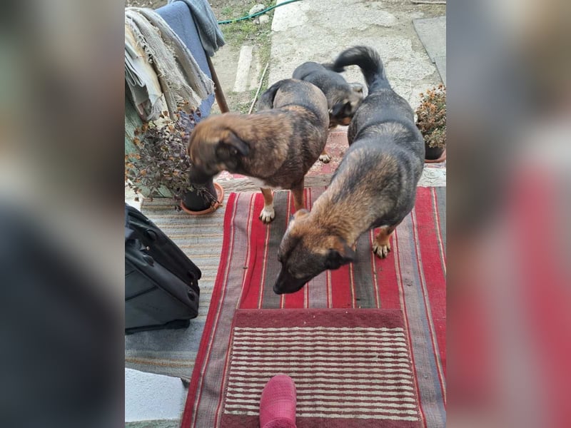 Magda - freundliche, liebe Schäferhund Mix Hündin / z.Zt. noch in Rumänien