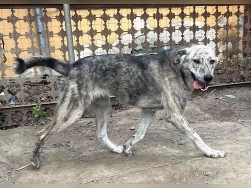 Molly - anfangs schüchterne, liebe und verschmuste Hündin/ zur Zeit noch in Rumänien