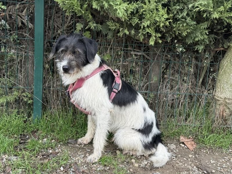 Buddy - freundlicher, zurückhaltender Rüde sucht ein Zuhause