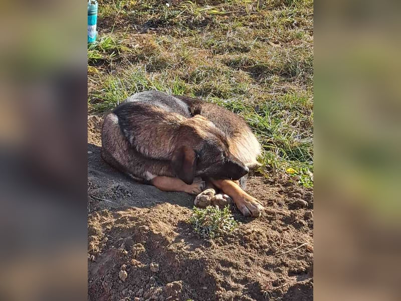 Magda - freundliche, liebe Schäferhund Mix Hündin / z.Zt. noch in Rumänien