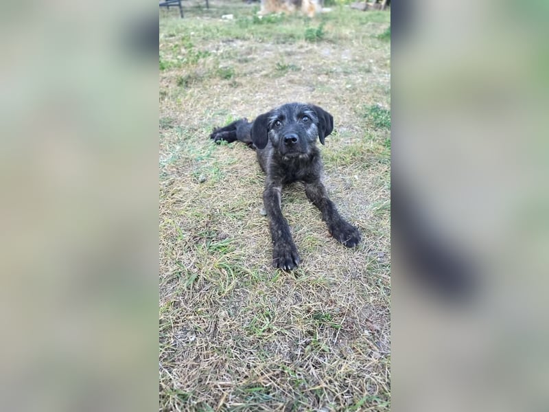 Monty - freundlicher, verspielter Welpe möchte endlich ankommen
