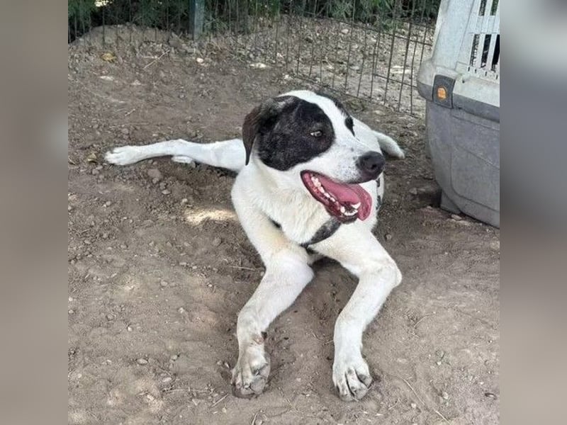 Hänsel - aktiver, lebhafter, verspielter Herdenschutzhund-Mix Rüde / z.Zt. noch in Rumänien