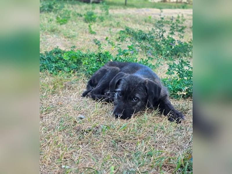 Monty - freundlicher, verspielter Welpe möchte endlich ankommen