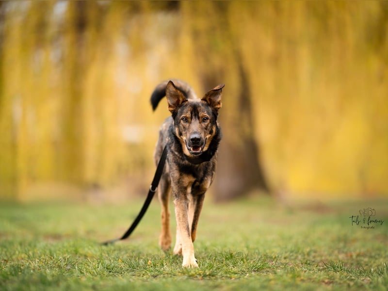 Teddy - aktiver, freundlicher Junghund sucht neues Zuhause