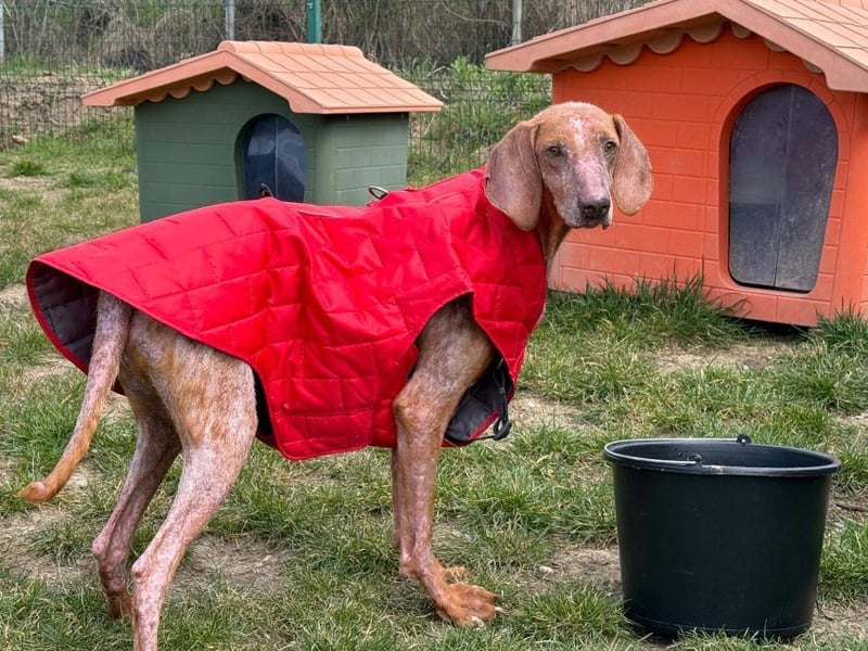 Bob - freundlicher, lieber Rüde sucht sein Happy End