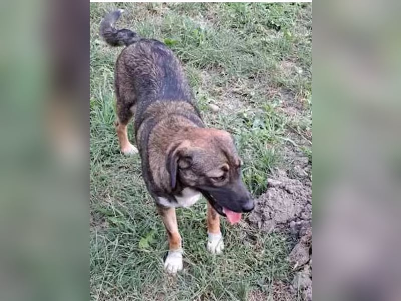Magda - freundliche, liebe Schäferhund Mix Hündin / z.Zt. noch in Rumänien