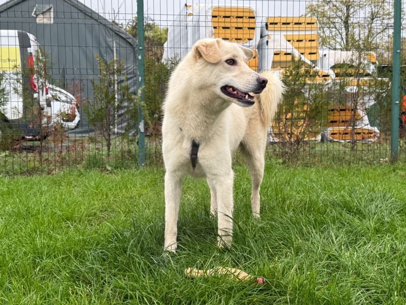 Rodolfo - lebhafter, freundlicher, sehr aktiver Rüde / z.Zt. noch in Rumänien