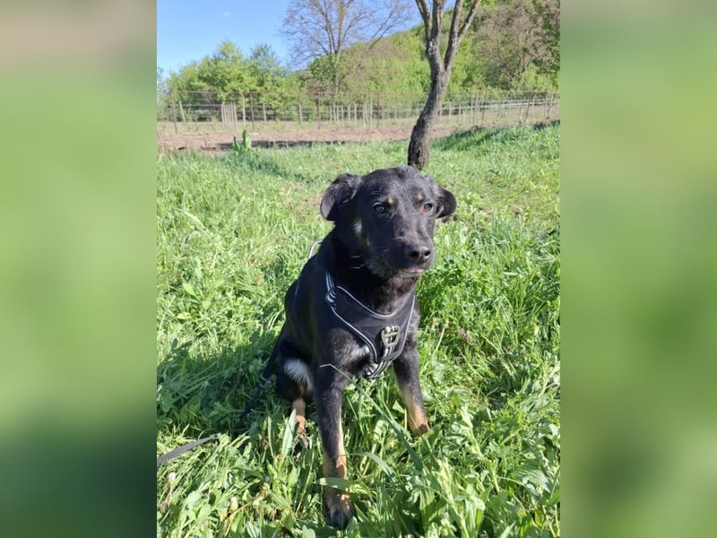 Cody - lebhafter, freundlicher, aktiver, verspielter junger Rüde / z.Zt. noch in Rumänien