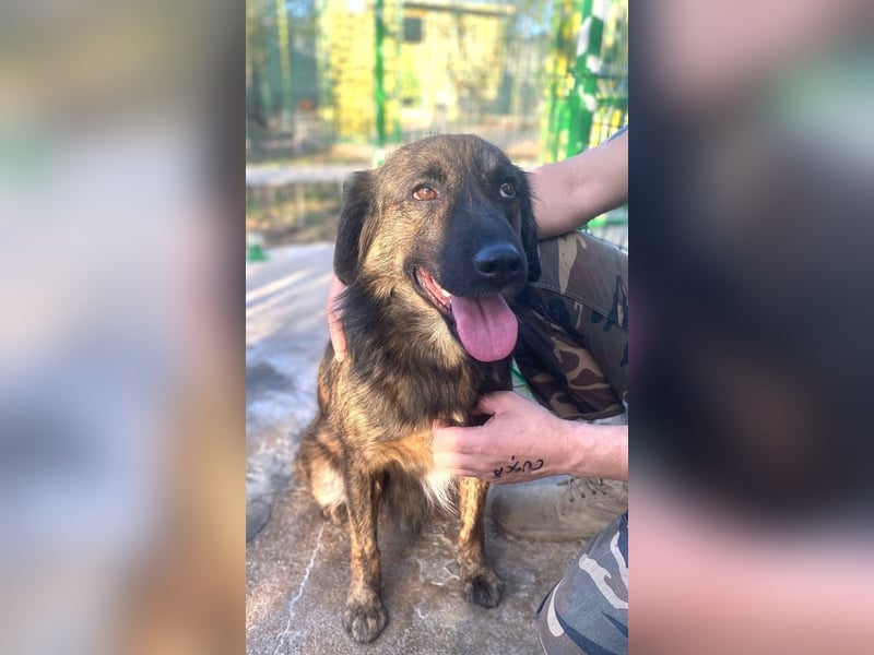 Grumpy - sanfter, lieber HSH-Mischling sucht Zuhause mit Garten