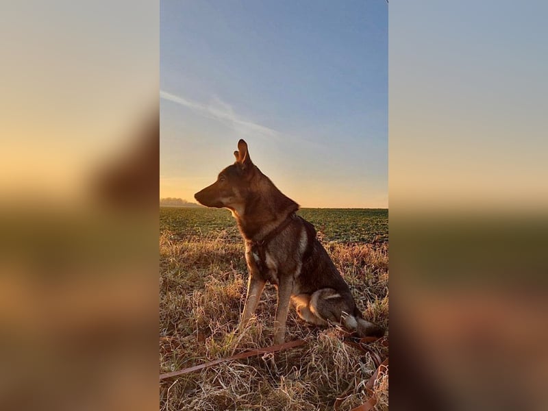 Teddy - aktiver, freundlicher Junghund sucht neues Zuhause