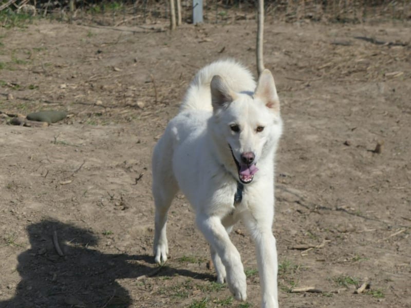 Rodolfo - lebhafter, freundlicher, sehr aktiver Rüde / z.Zt. noch in Rumänien