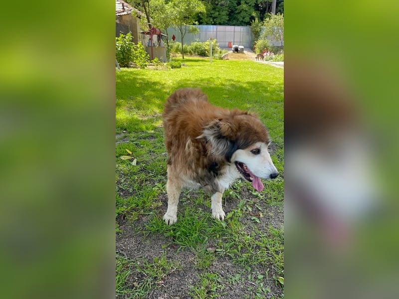 Nero - Bezaubernder Hunde-Opa sucht liebevolles Zuhause