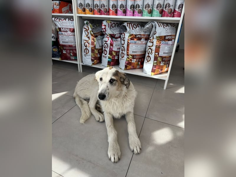 Anabell- freundliches, liebes Hunde-Mädchen