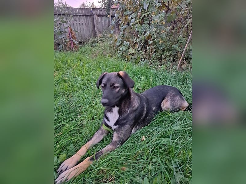 Mara - freundliche, liebe Hündin sucht ein Zuhause mit Garten