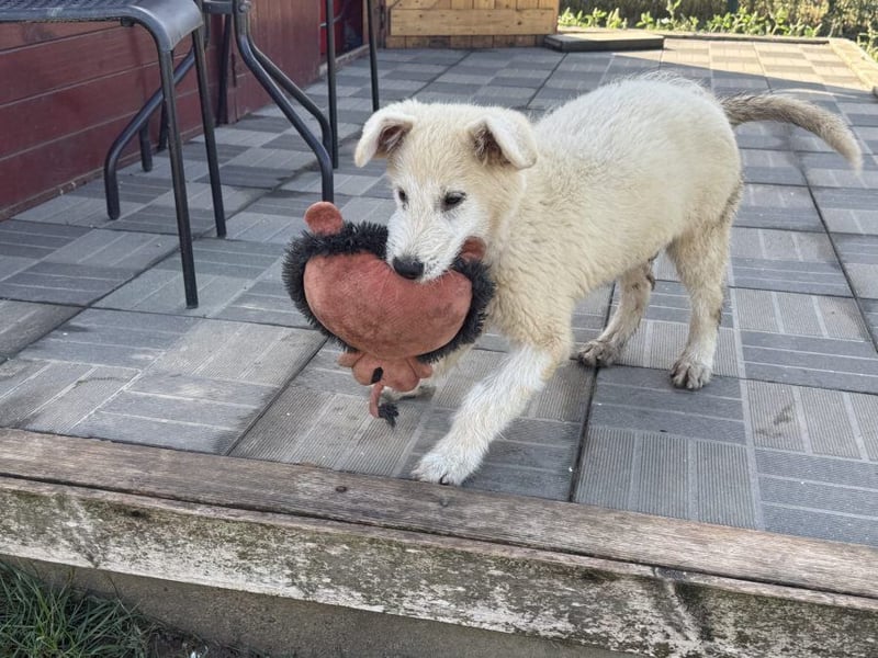 Marte - süßer Teddybär sucht sein großes Glück