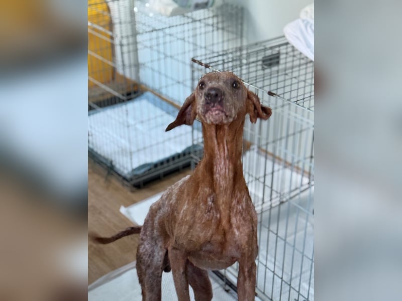 Bob - freundlicher, lieber Rüde sucht sein Happy End